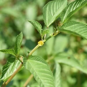 Molokhyia