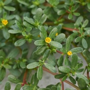 Purslane