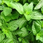 Sweet Basil